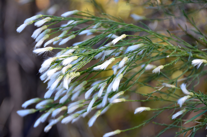 The fruits of Desertbroom are small achenes that attach to long feathery white bristles which float through the air in very early spring. Baccharis sarothroides